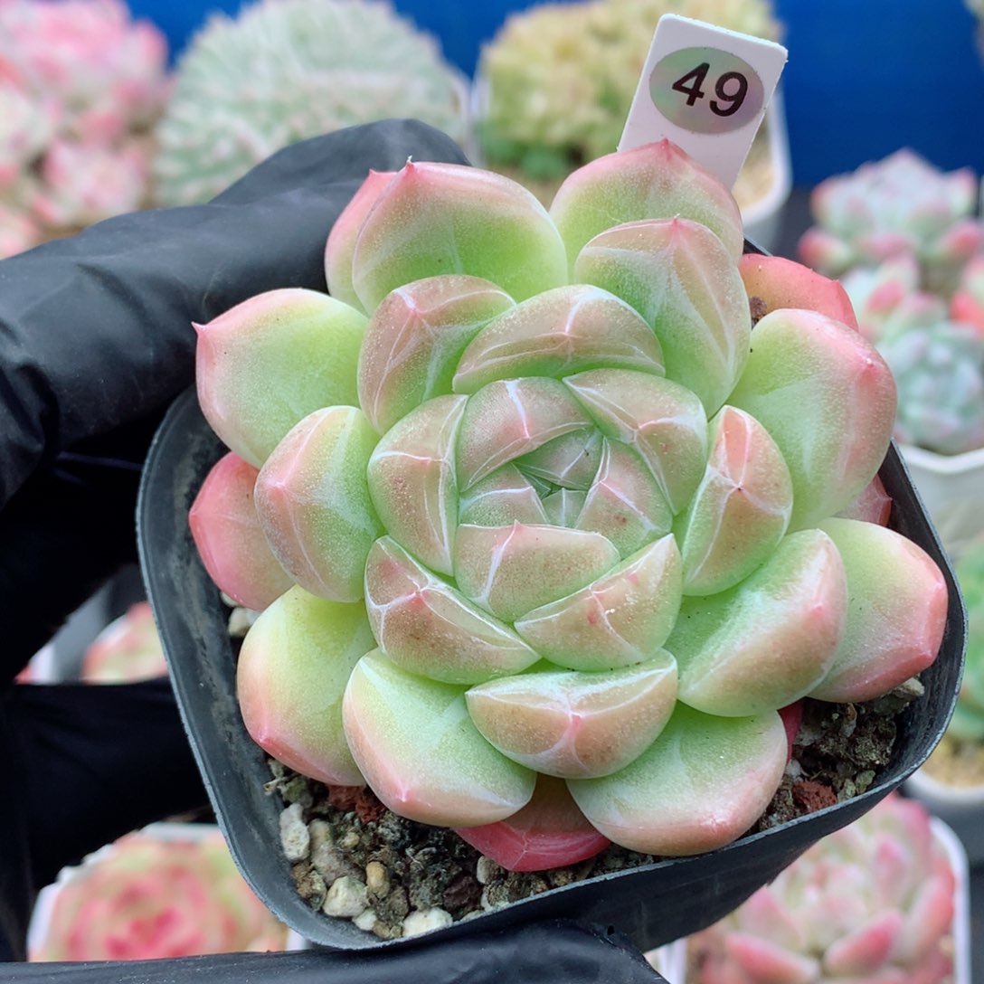 58包邮  群生不包整49