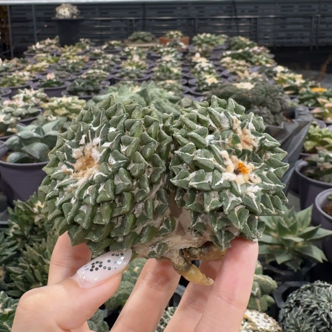 平***常花友专拍老桩黑牡丹