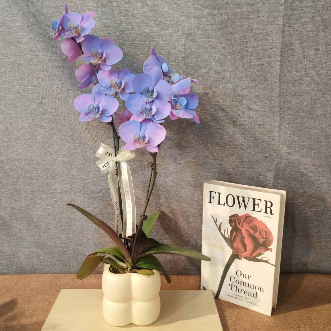 【蓝色传说】马卡龙色系蝴蝶兰室内种植观赏带花发货基地直发-喷染