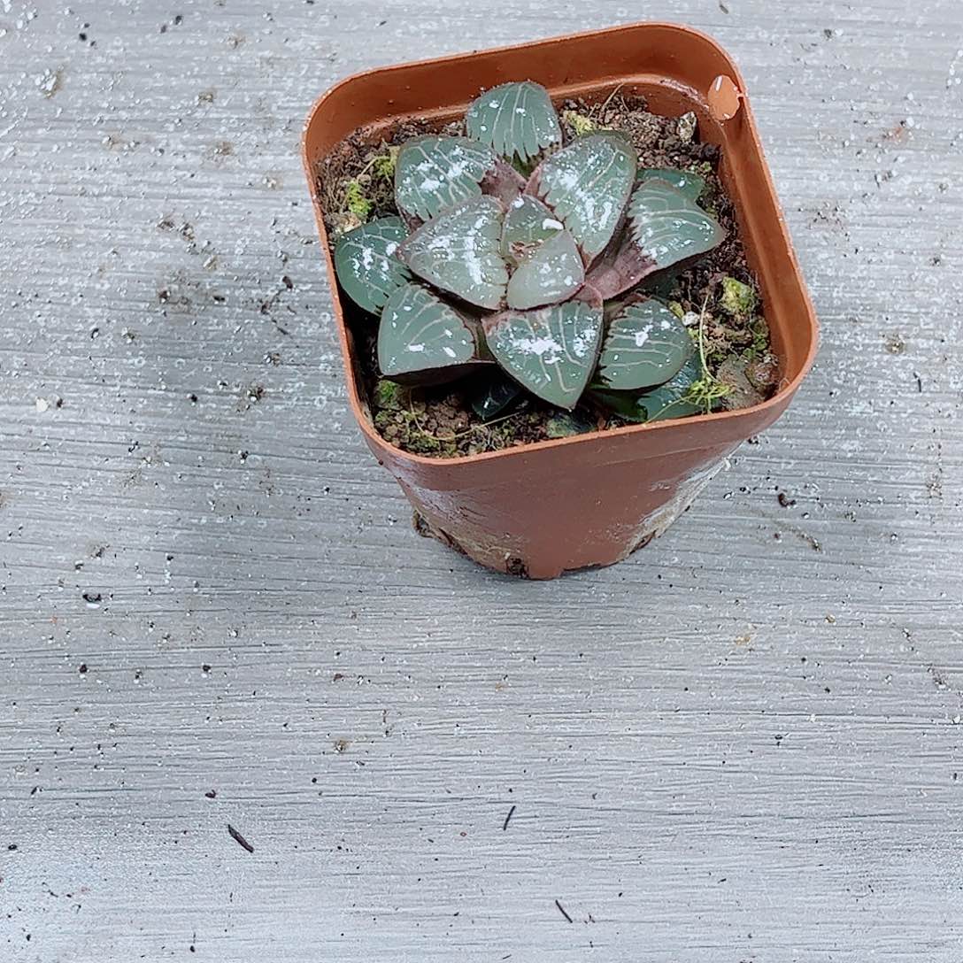 天池克玉露一勿一拍