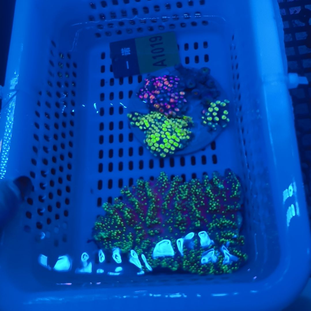 纽扣珊瑚1019皮革套餐