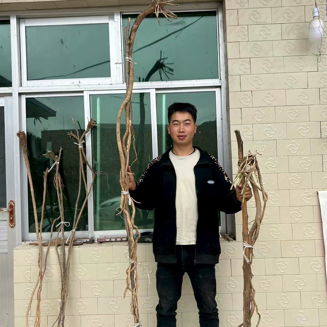 野生黄芪直播切片
