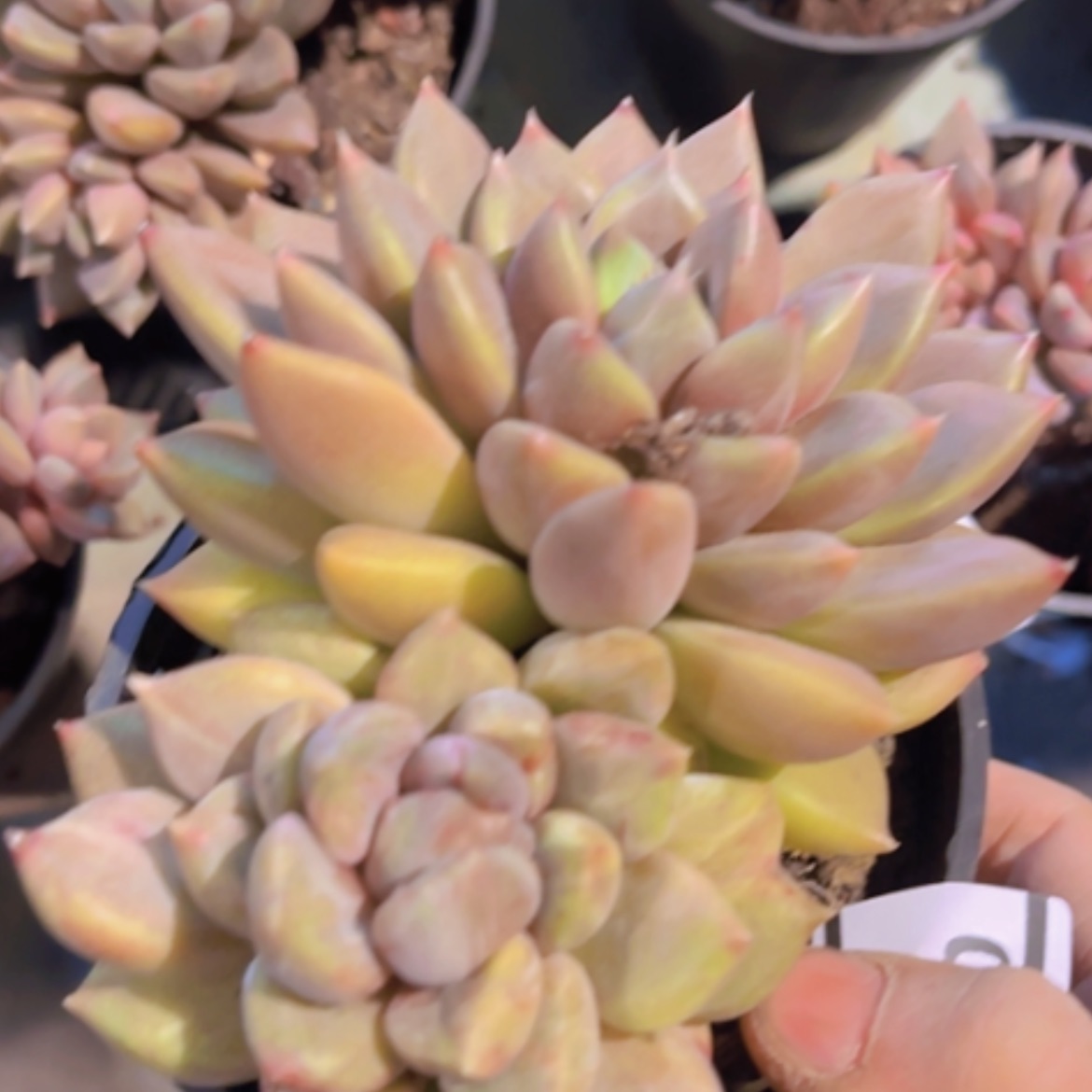 【闪购商品】红象牙石化16280