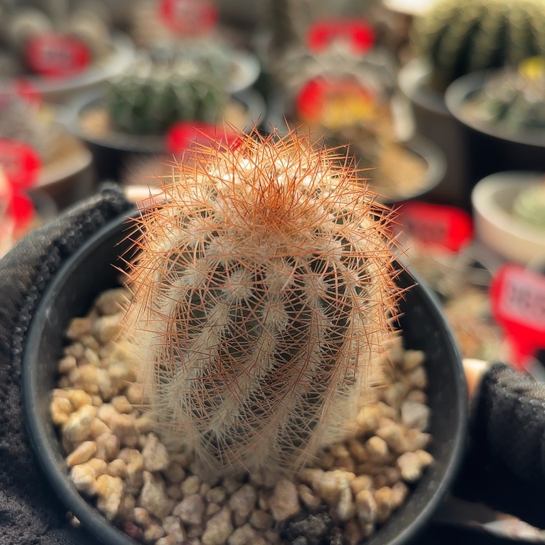 仙人球实生红刺虾