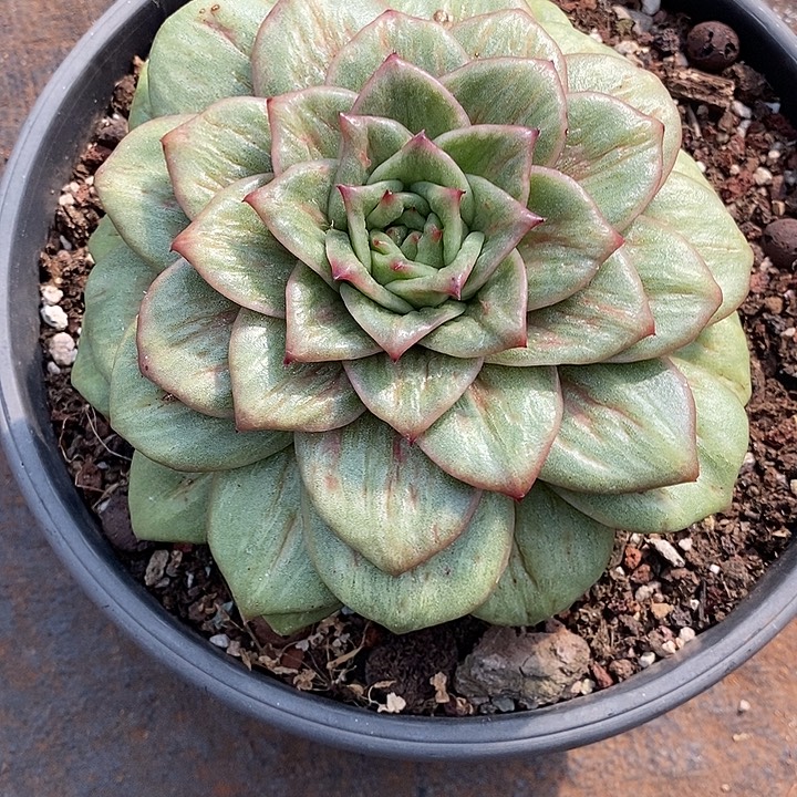 嘿***包福利蔷薇玛利亚8         