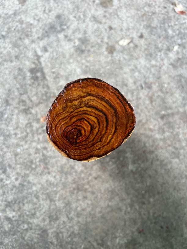 海南黄花梨原木链接