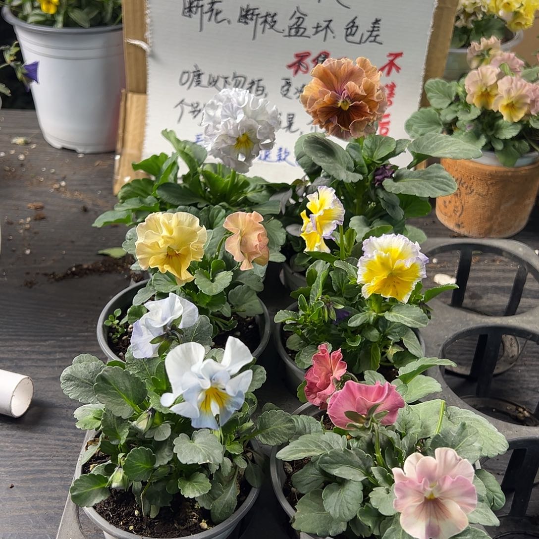 大部分花苞少量开放285号