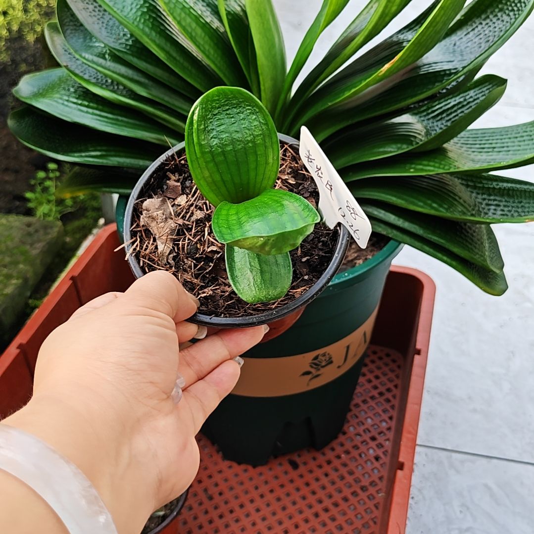 完全开放君子兰精品一年