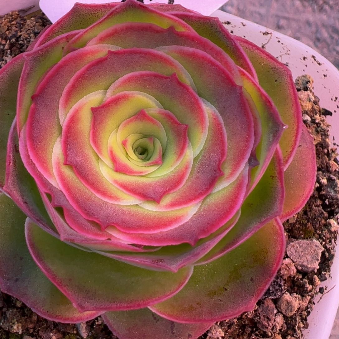 HR521紫冰月私藏福利