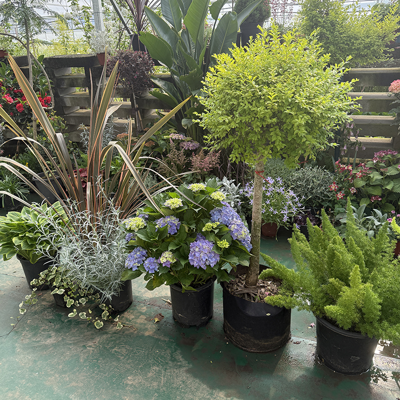 罗曼的花园 小尺寸花境组合盆栽苗观叶观花花境组合阳台花箱庭院