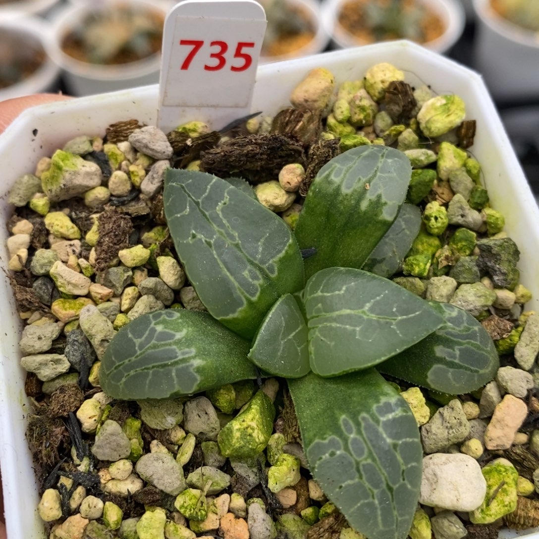 735生生不息十二卷多肉植物