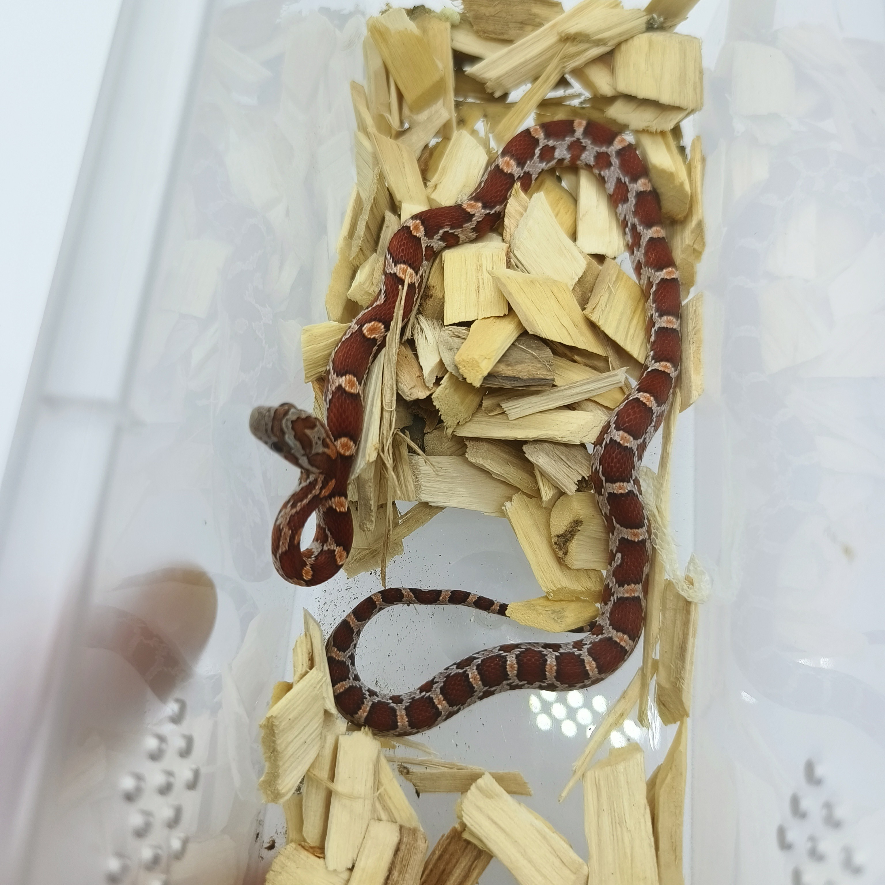 原色玉米守宫温顺