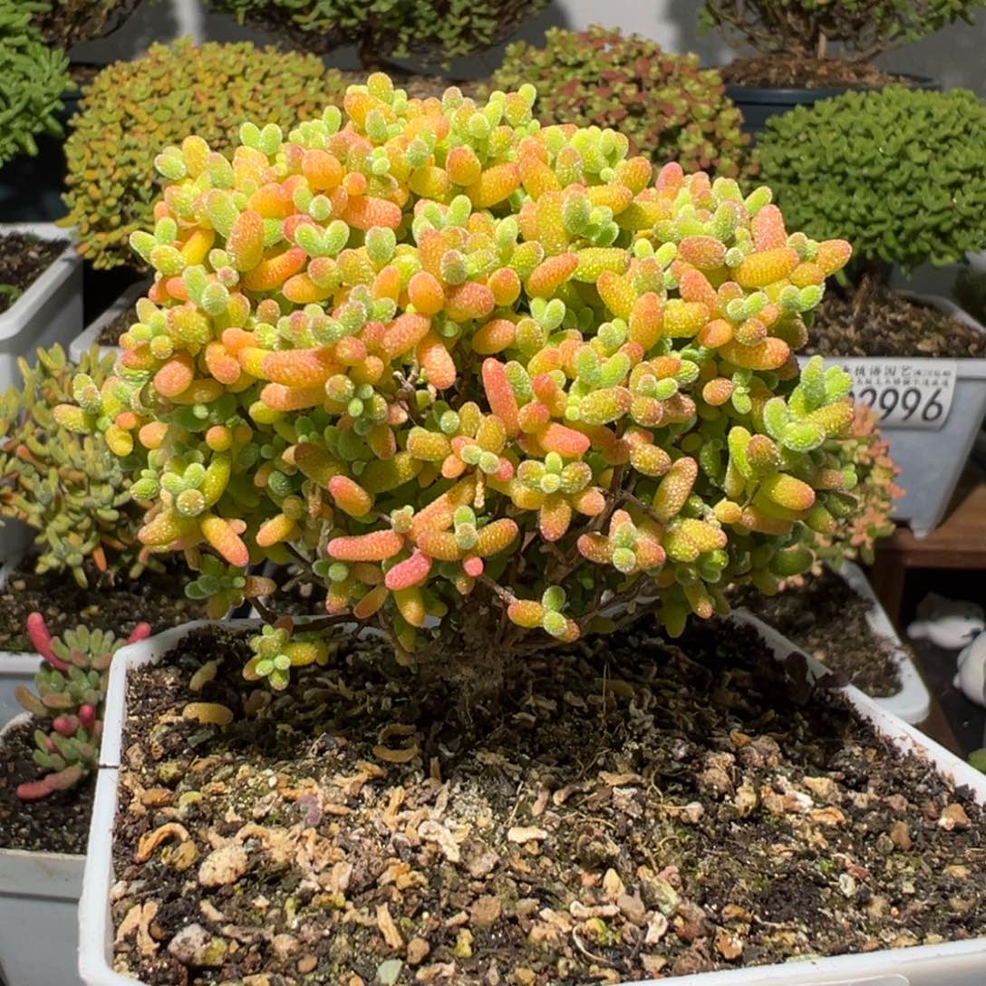 D3008金桔糖球一物一拍