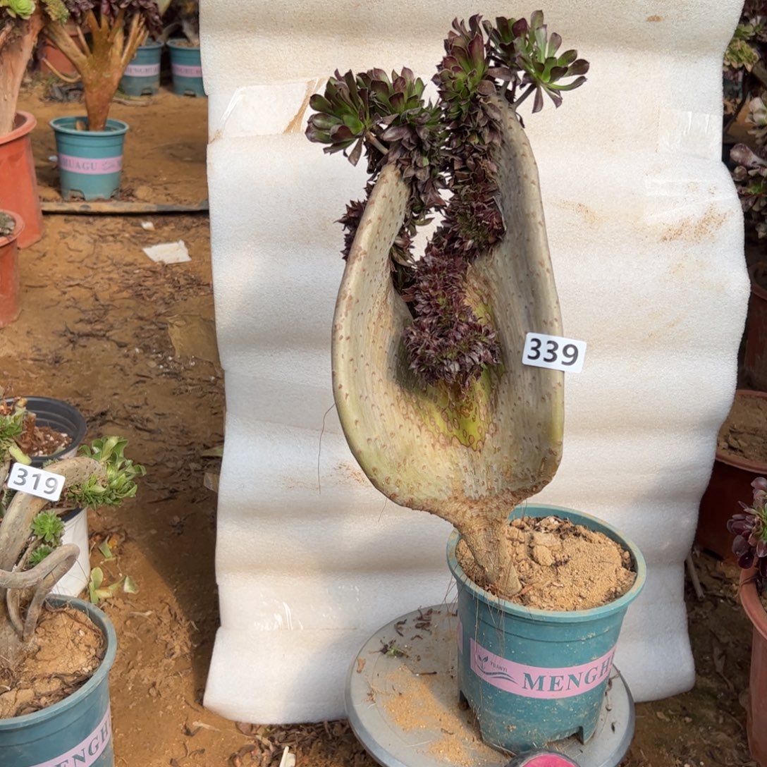 黑缀双海马339高度43厘米