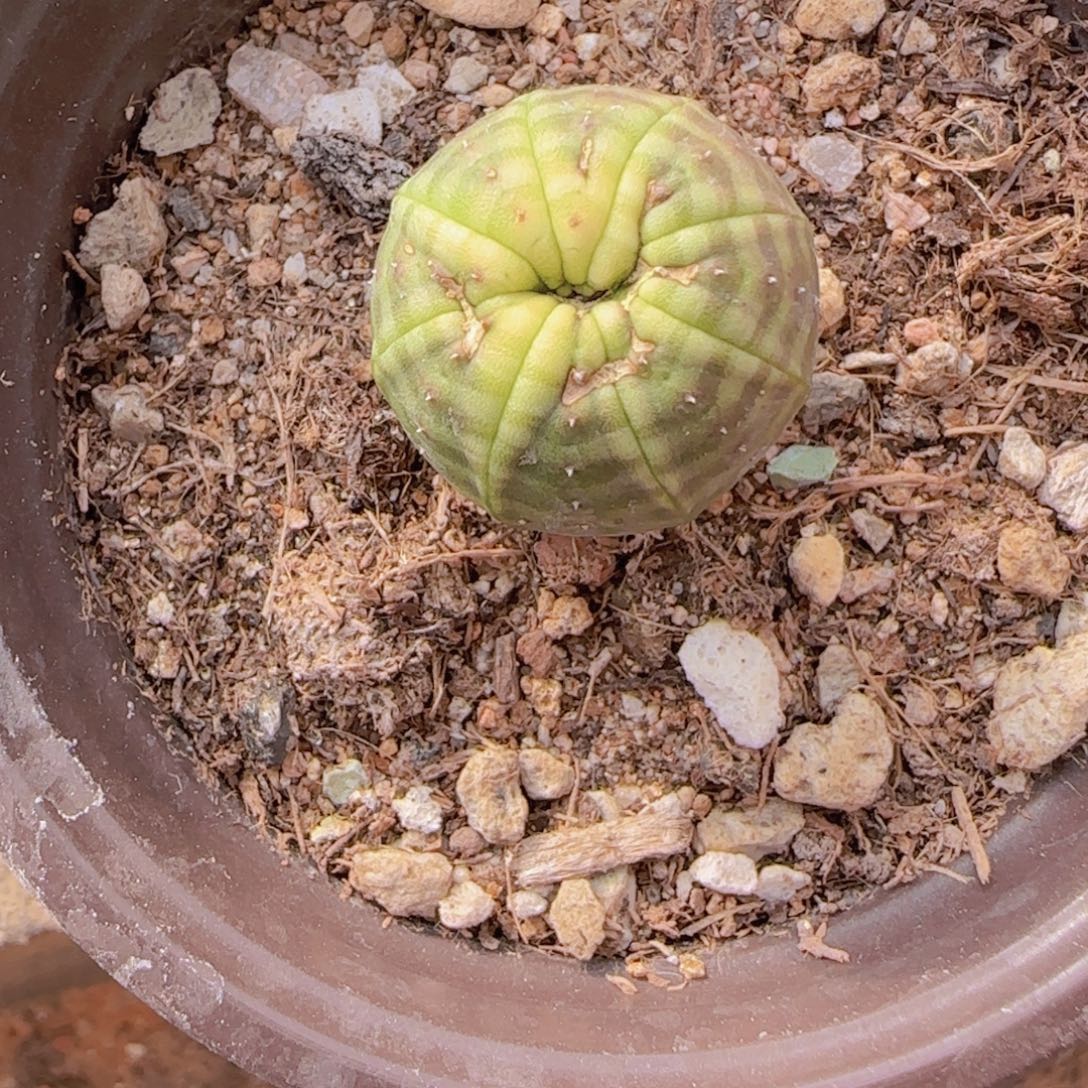 M***n块根植物块根植物