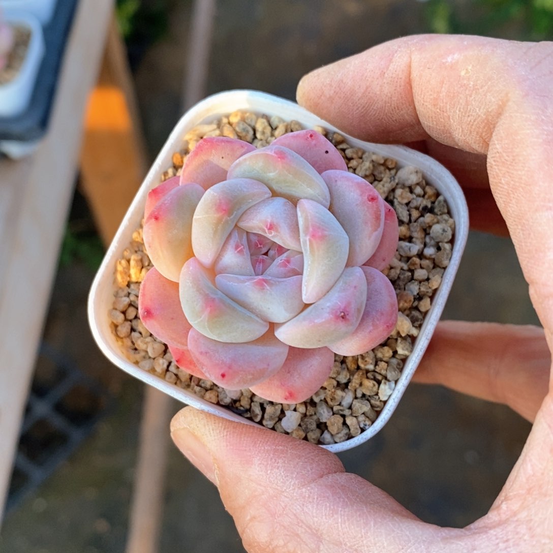 精品多肉一物一拍不包整161