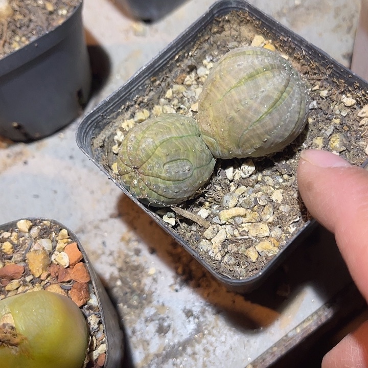 满38包邮2天凑单，脱土晾根发货多肉植物