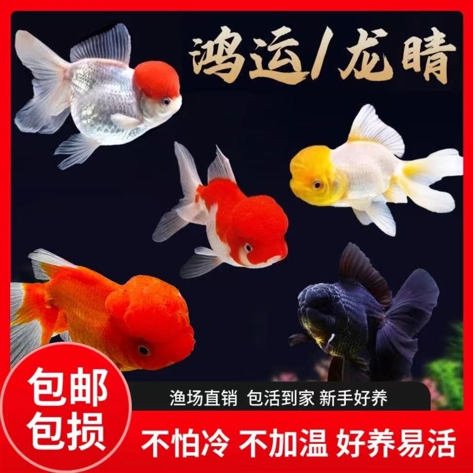 好养耐活鸿运当头冷水淡水金鱼观赏鱼活体