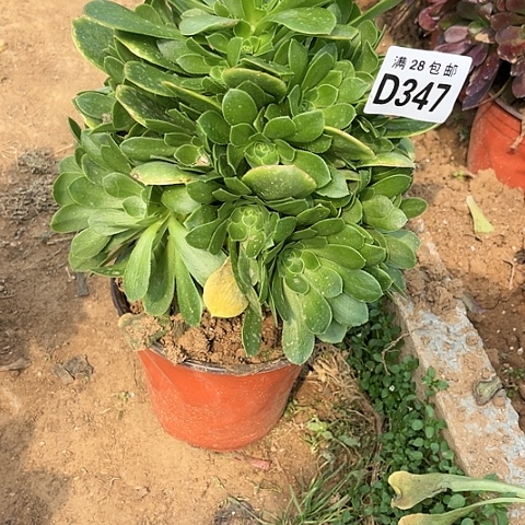 347绿羊绒不包断枝