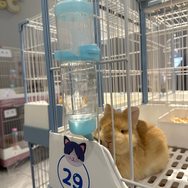 兔子龙猫金丝熊用自动滚珠水壶250毫升挂式防漏饮水器颜色随机发