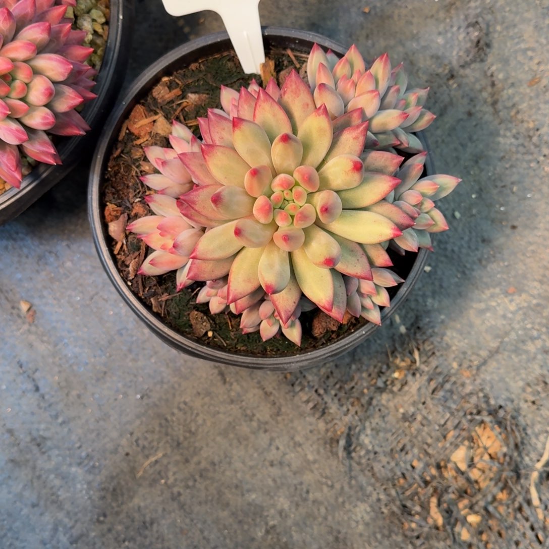 一物一拍韩版鱼01