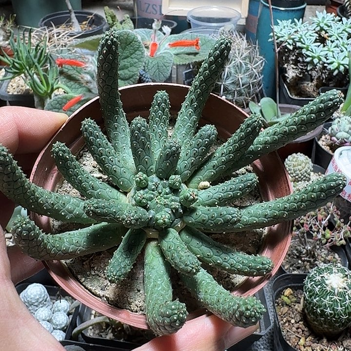 717阎魔大戟脱土发货