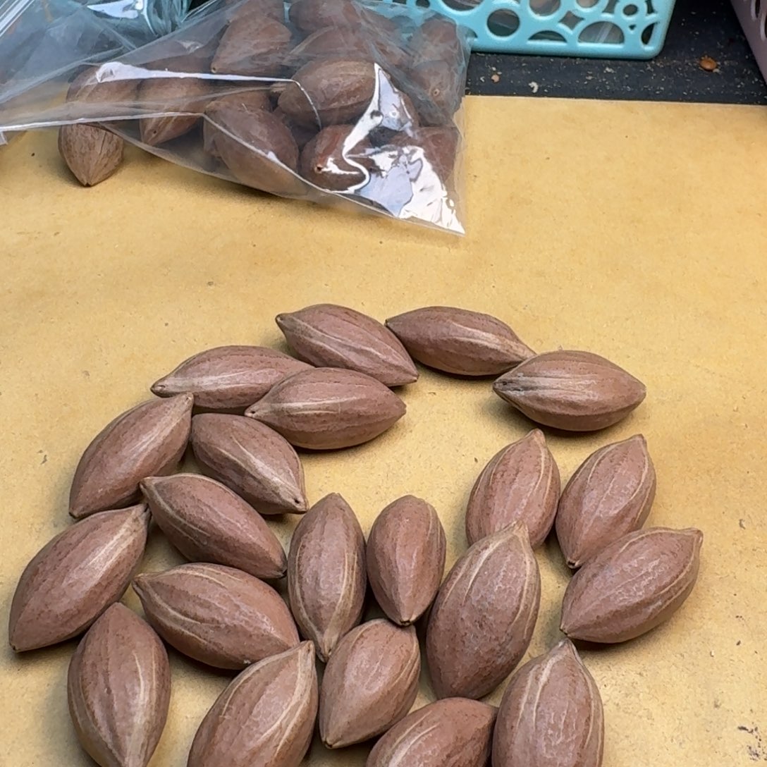 中***派橄榄核手串/手链1