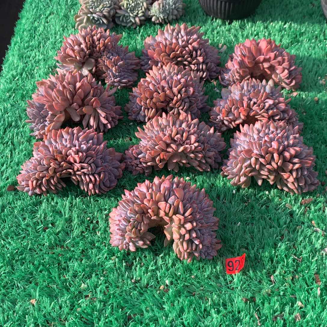 芝****920橙子11111111111111