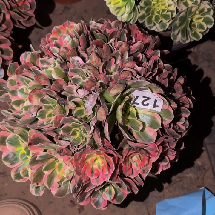 127皇后多肉植物不售后