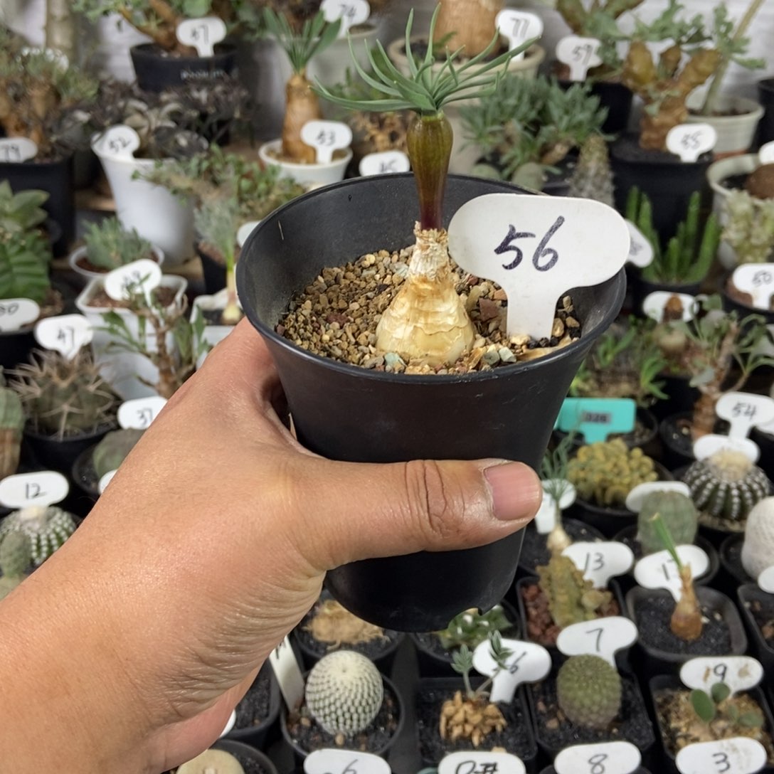 GN弹簧草一物一拍