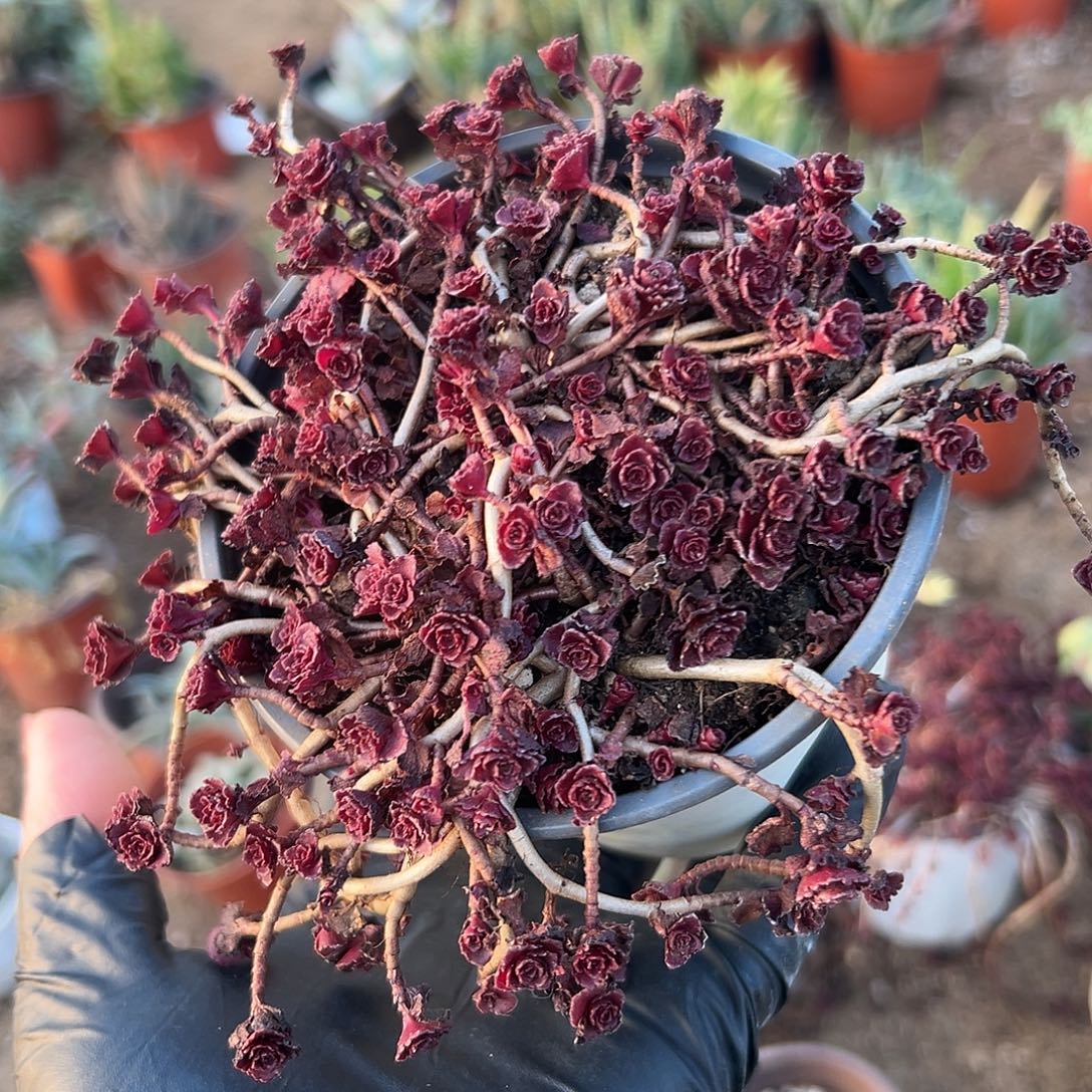 多肉植物多肉植物