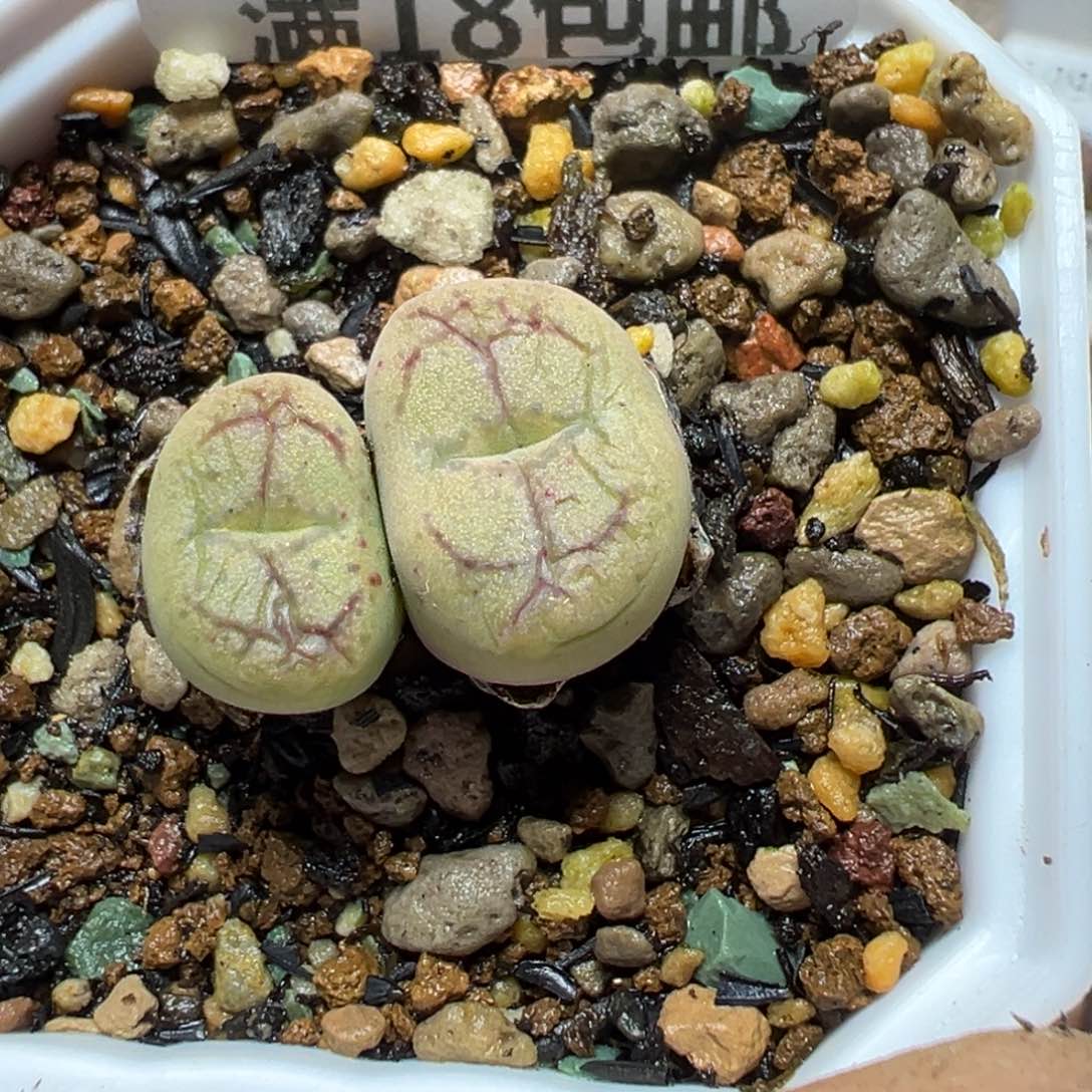 【闪购商品】 1097。      