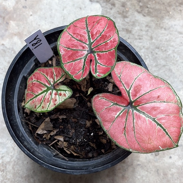 81-0214呀哈哈彩叶芋广东现货