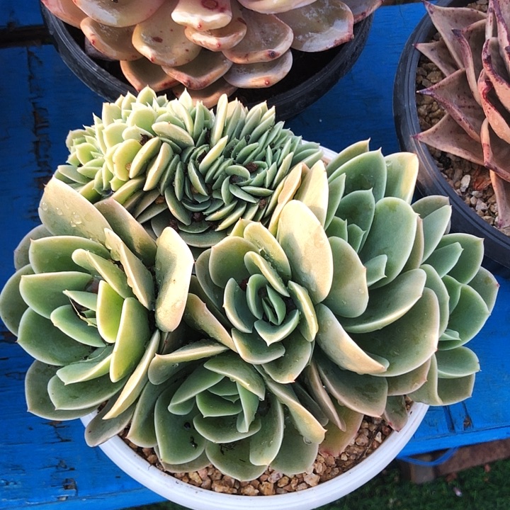 星娜塔缀化多肉植物