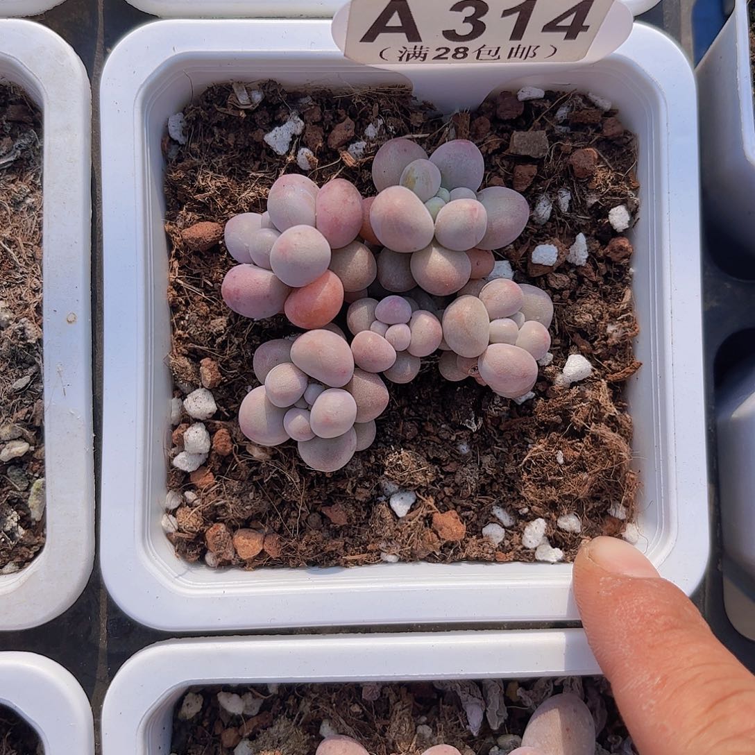 A314樱花奶yiwuyipai