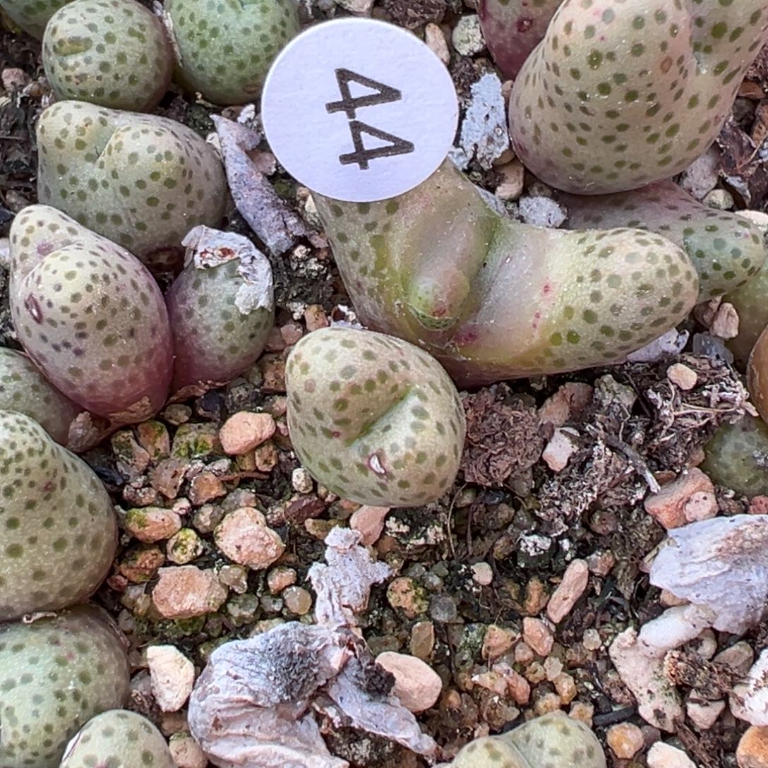 璐***️多肉植物1111111111111