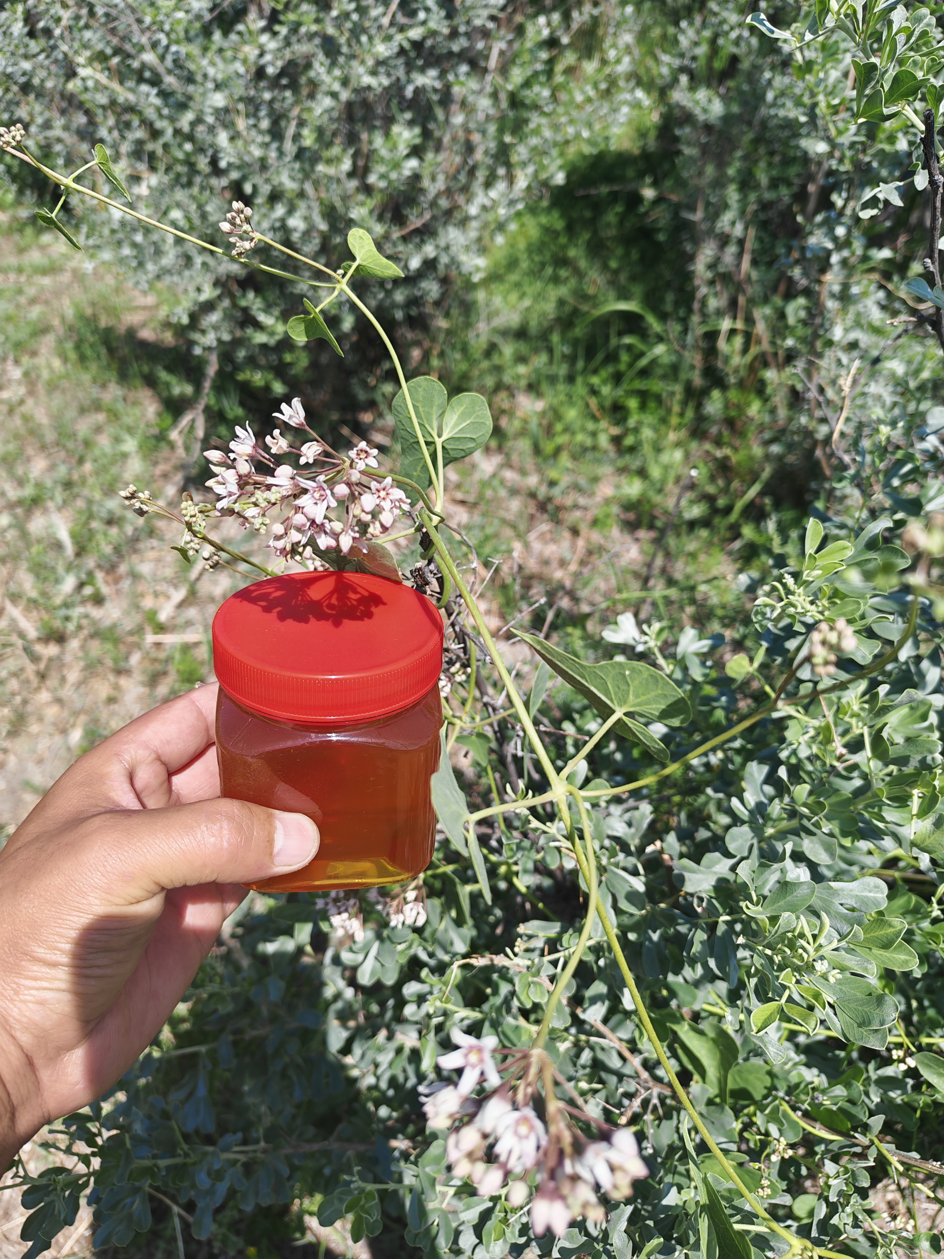 新疆纯正天然沙枣花蜂蜜成熟蜂蜜支持试吃包邮