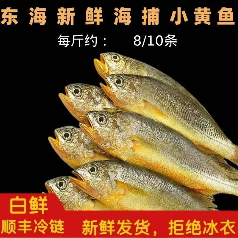 《东海码头》东海新鲜海捕小黄鱼 3斤  顺丰 新鲜 规格1斤8-10条