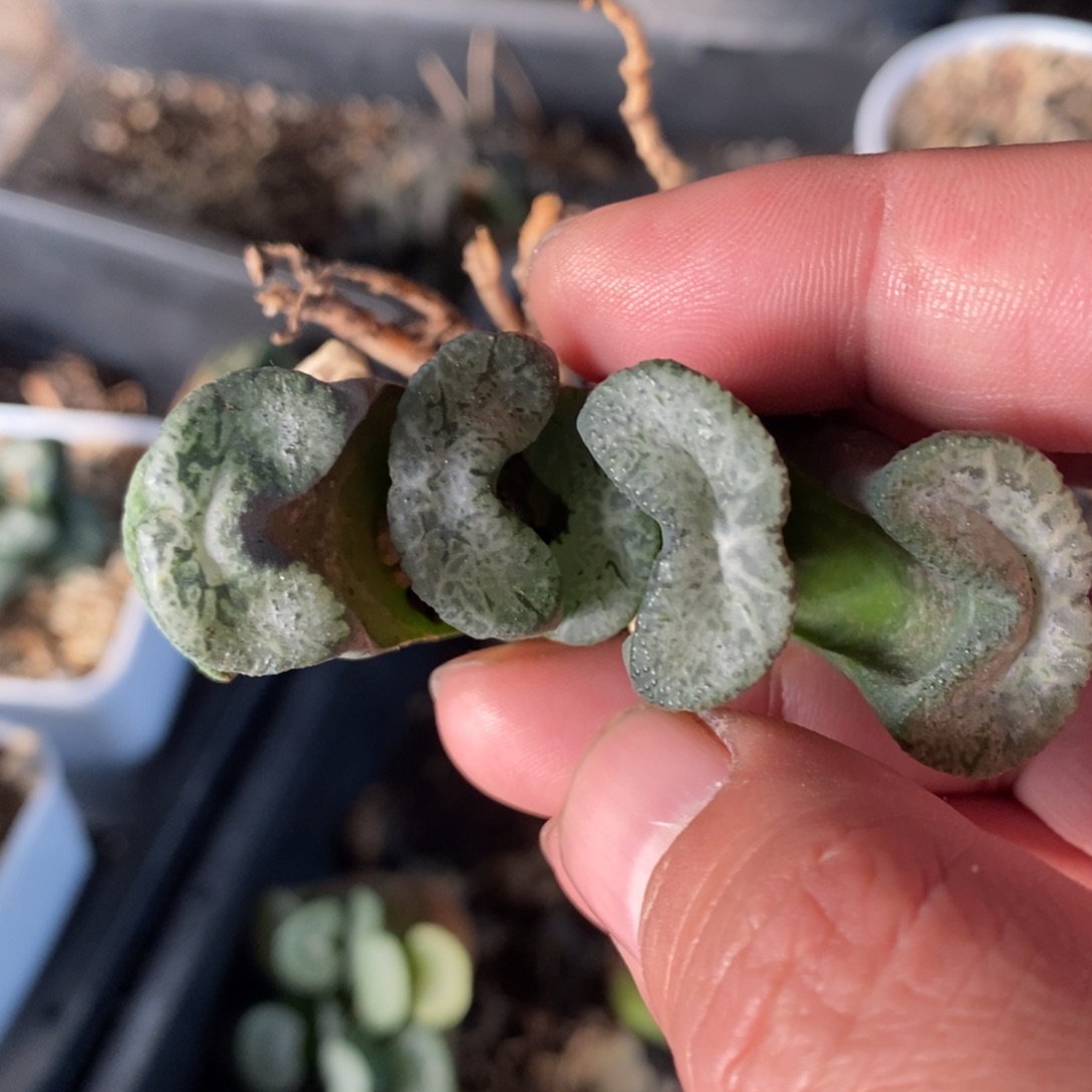 一颗实生牛逼玉扇 