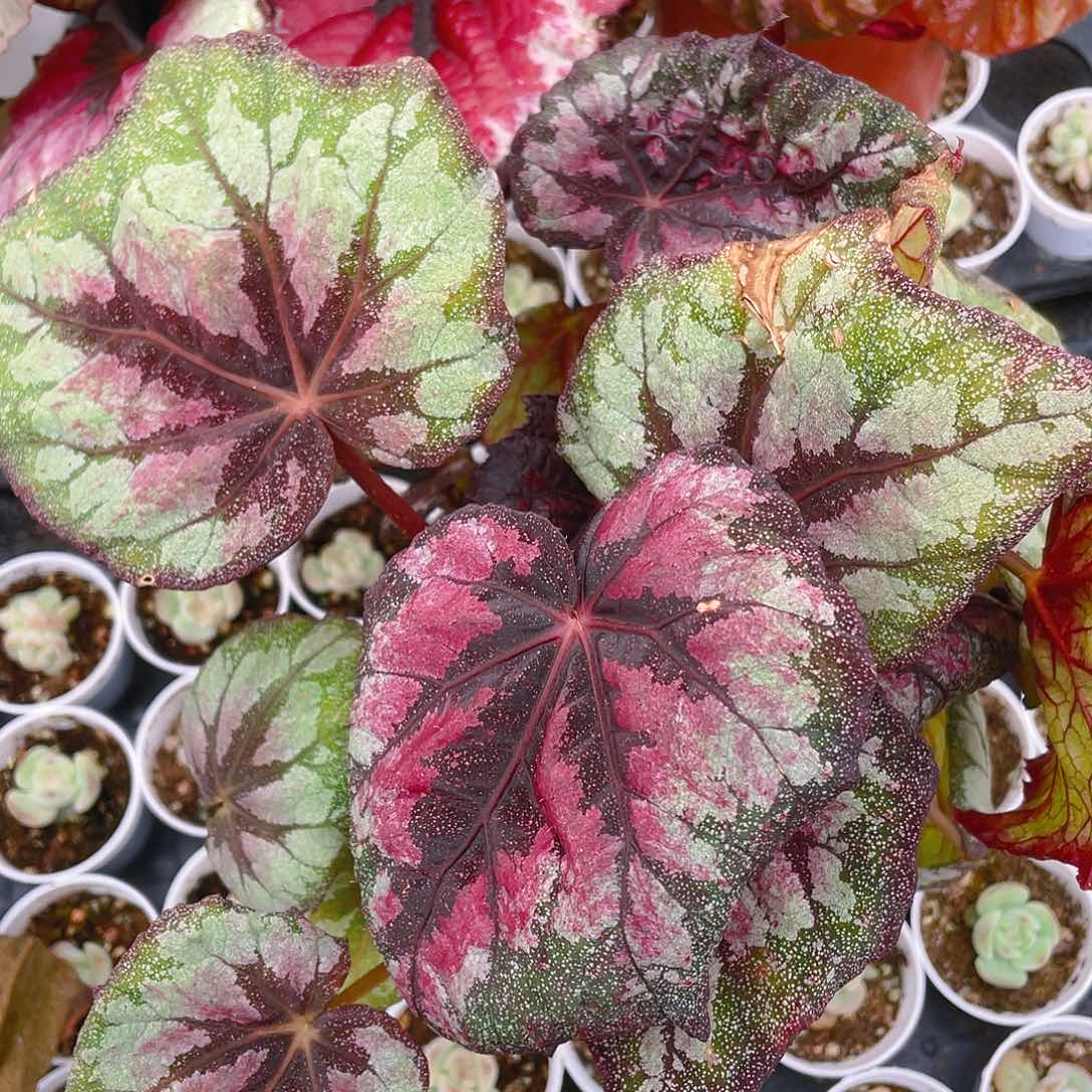 时*玛格丽盆一个满25包邮