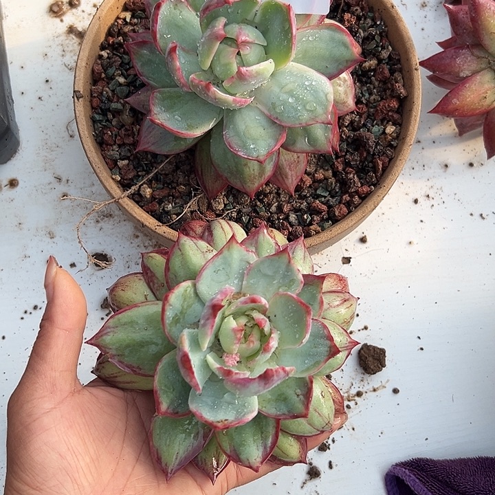 羊***肉惊鸿惊鸿惊鸿088 两颗 叶展12默认裸根