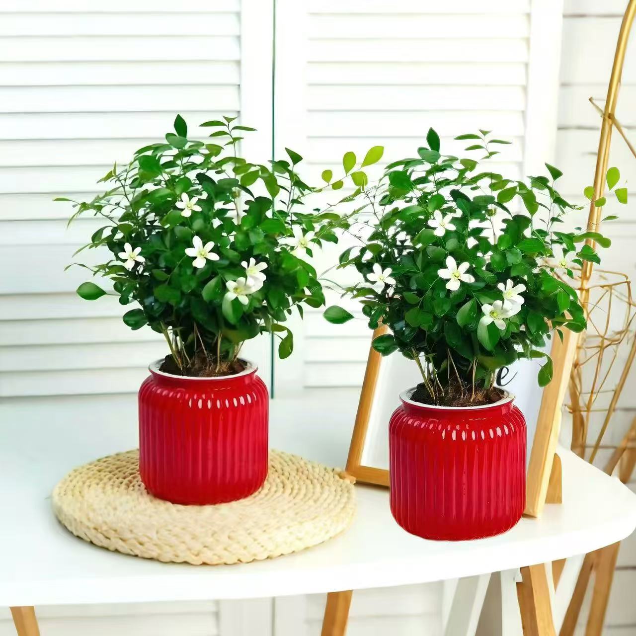 【买一送一】九里香开花绿植办公室客厅水培盆栽好养易活四季常青