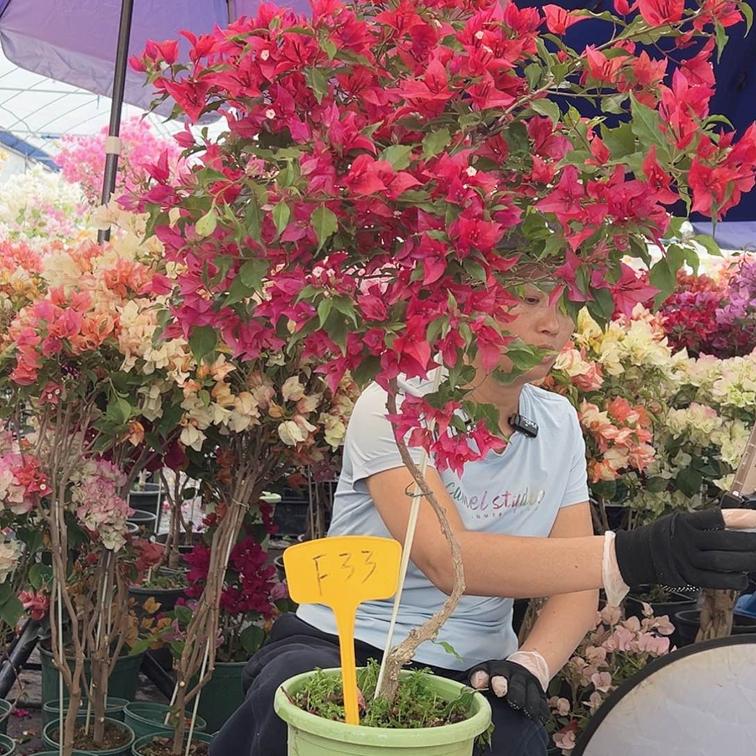  *** 大部分花苞少量开放F33酒红桑巴