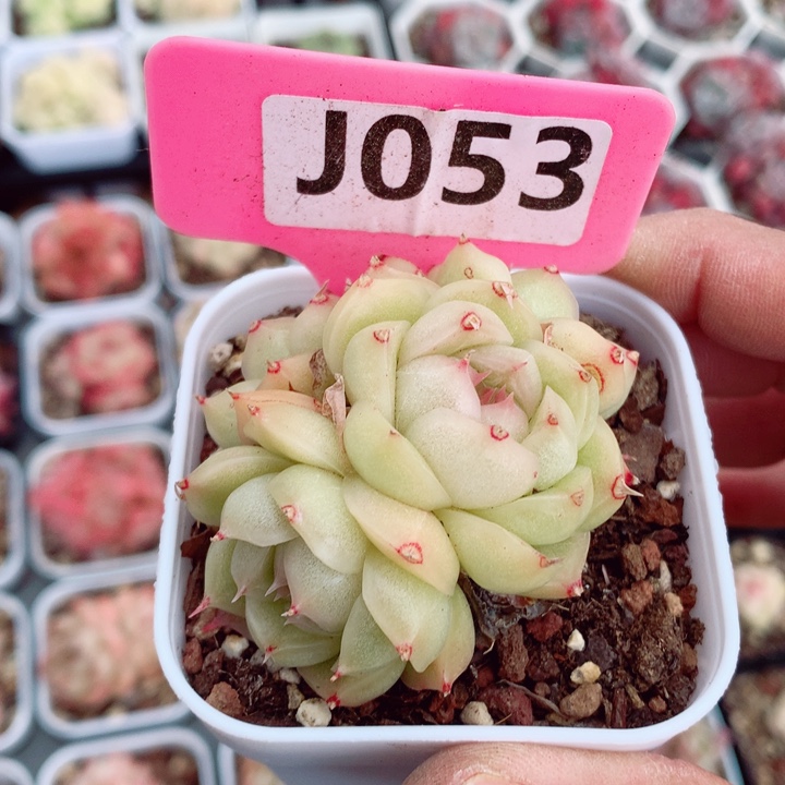 麦秆5.5cm不包整群