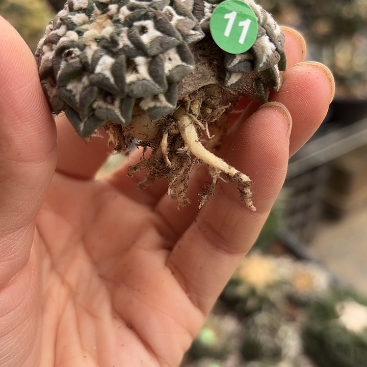 袖蒲苗接落地仙人球11