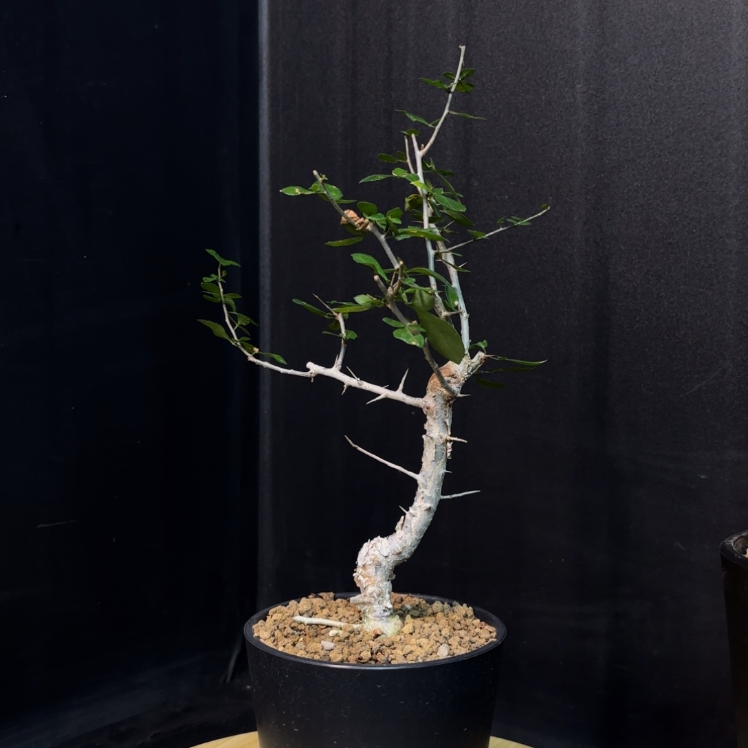 桃林橄榄带盆发货