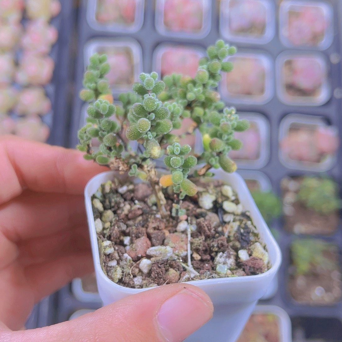 精品冰晶带盆土发满9.9包邮