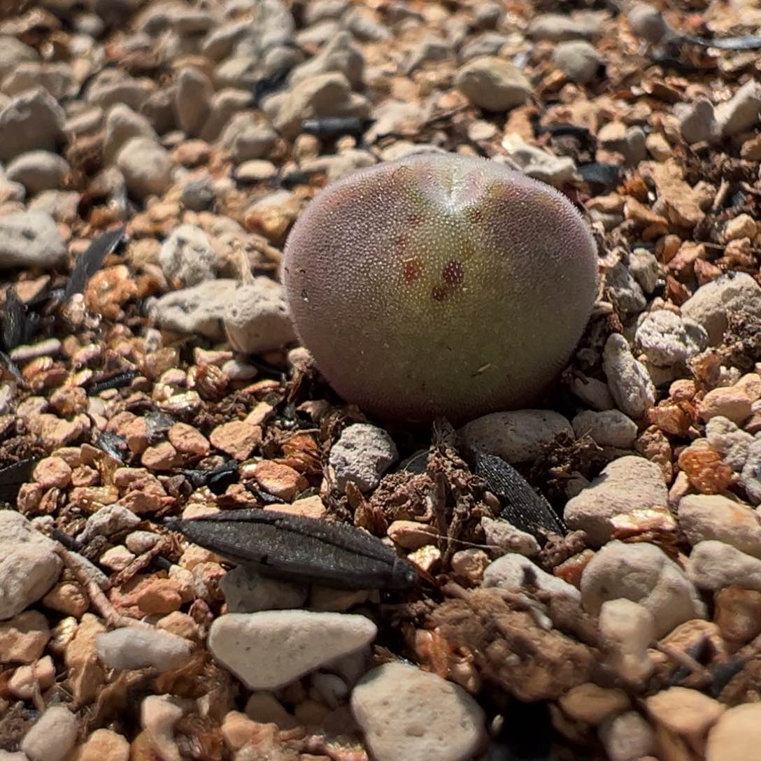 2号链接后代 空蝉 多肉植物