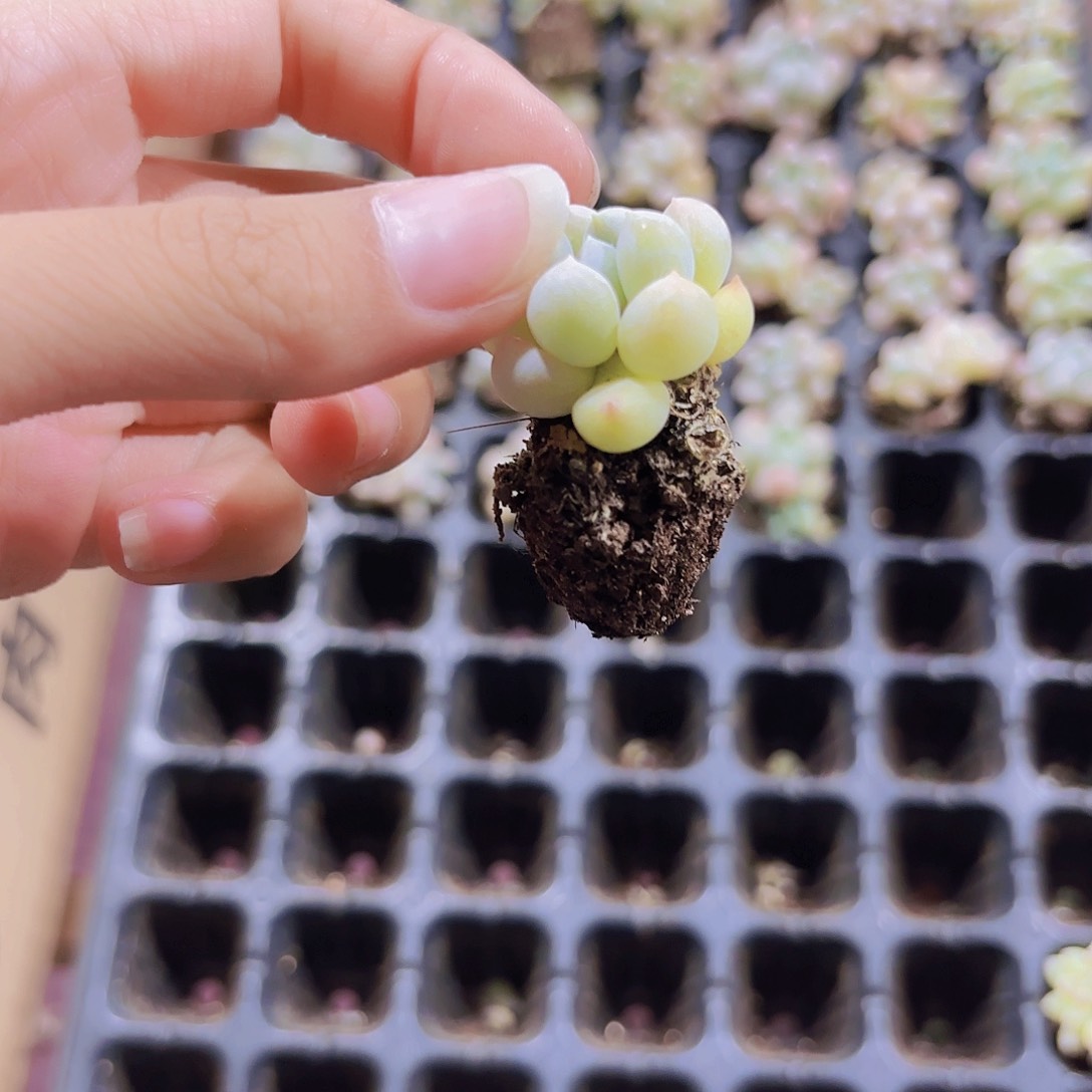 小穴苗明珠3米2颗