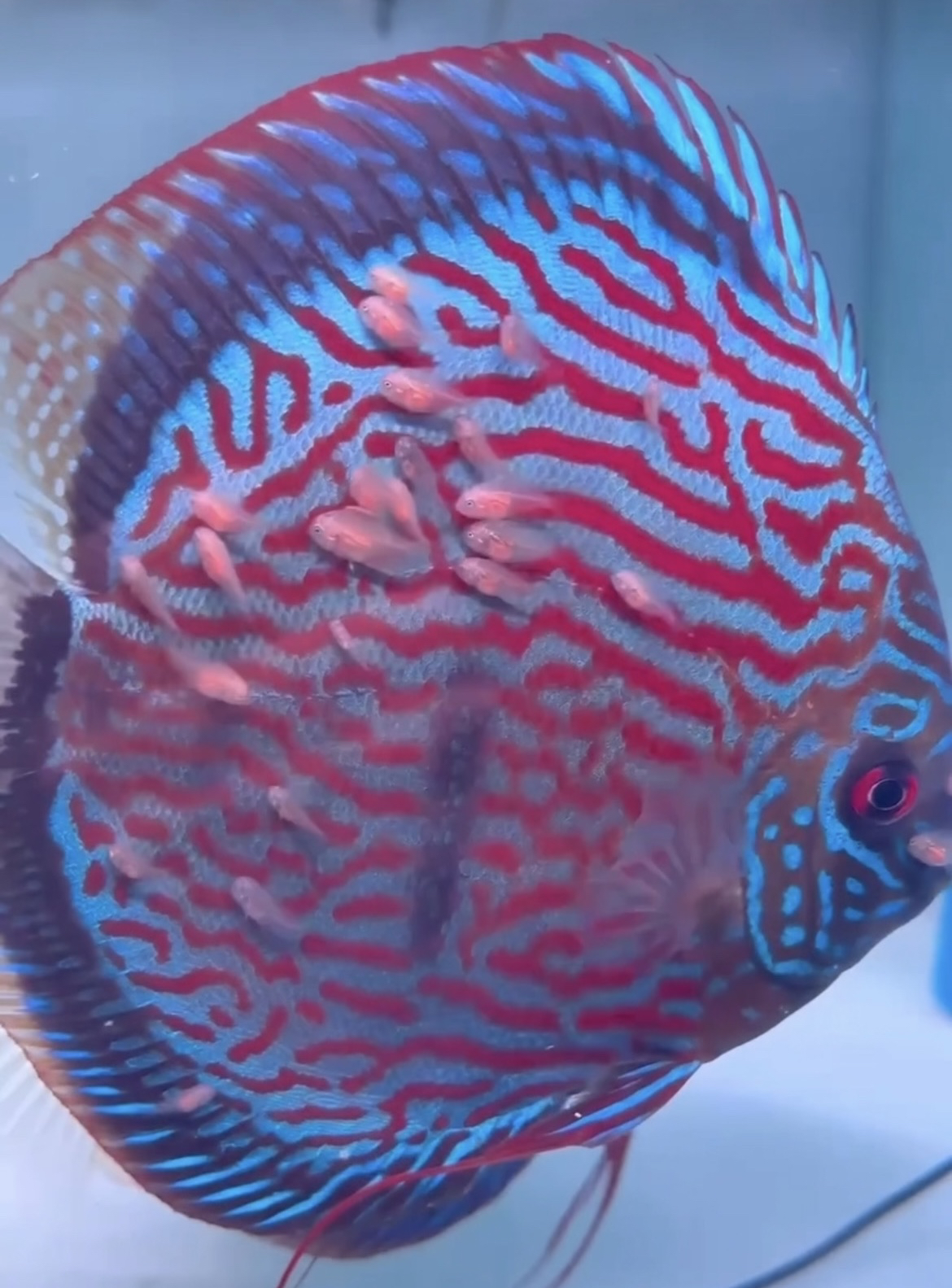 强盛七彩神仙鱼自选单条（江浙沪徽鲁包邮）